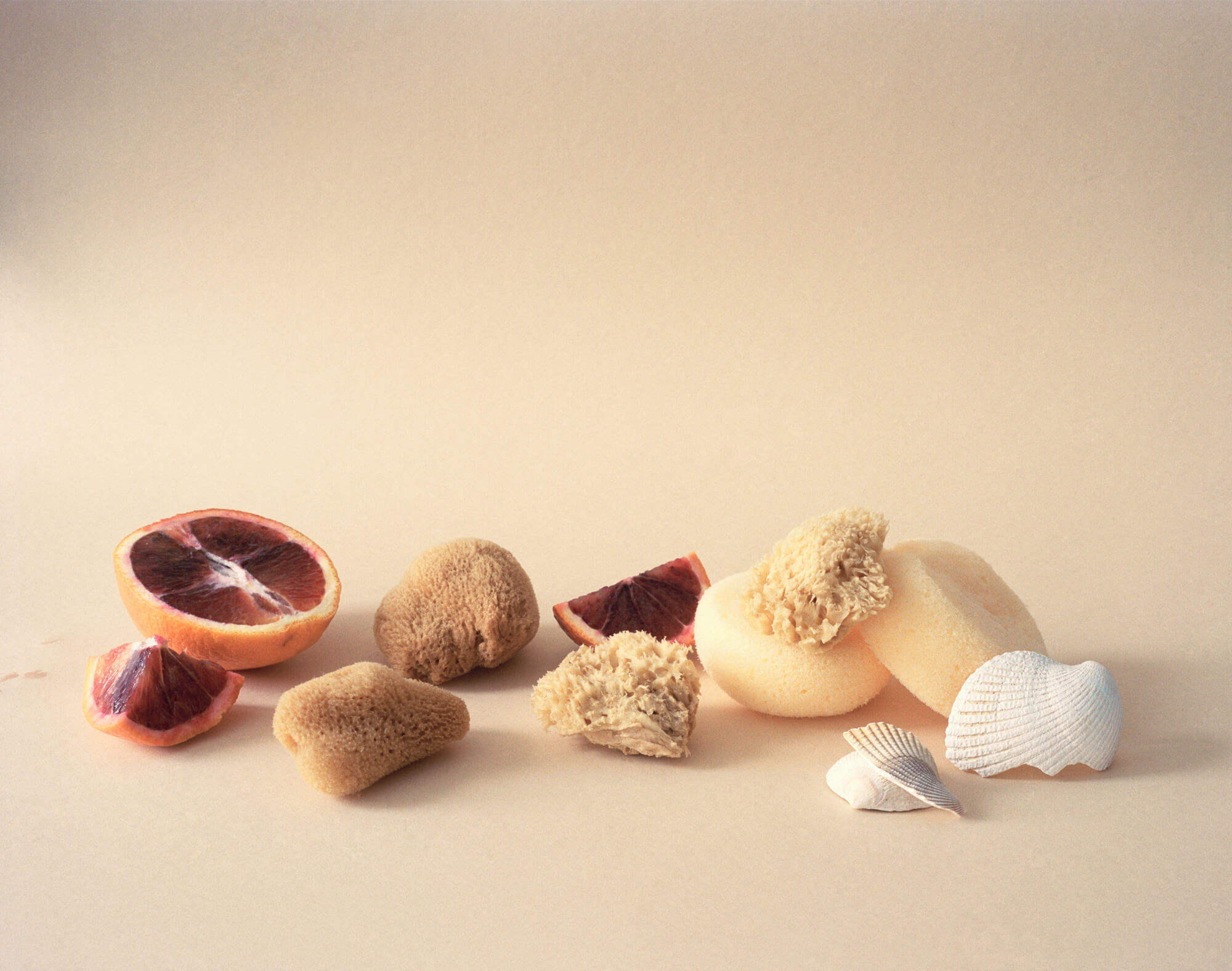 Sponges, seashells, blood orange (pour F.Ponge)